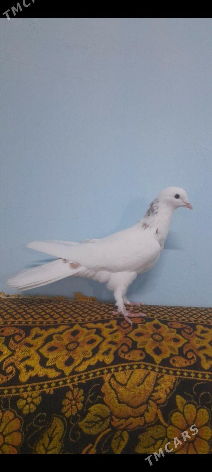 kepderi - Гызыларбат - img 1