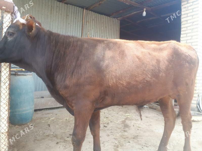 Öküzler - Wekilbazar - img 1