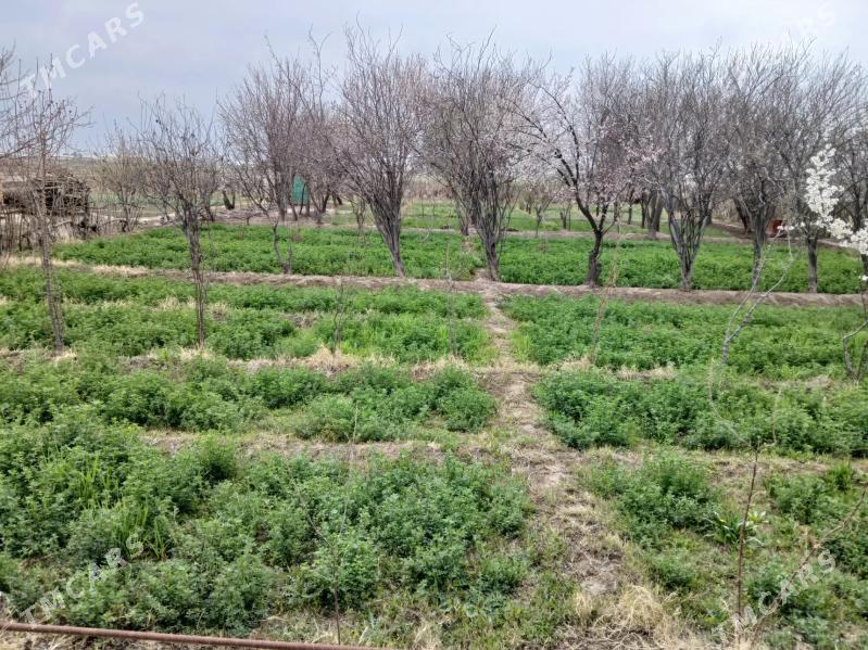 Satlyk mellek ýer 16sotok - Мары - img 1