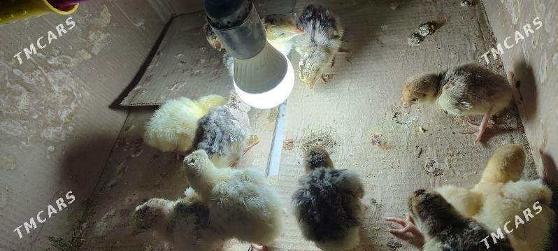 induk jüyje - Байрамали - img 1