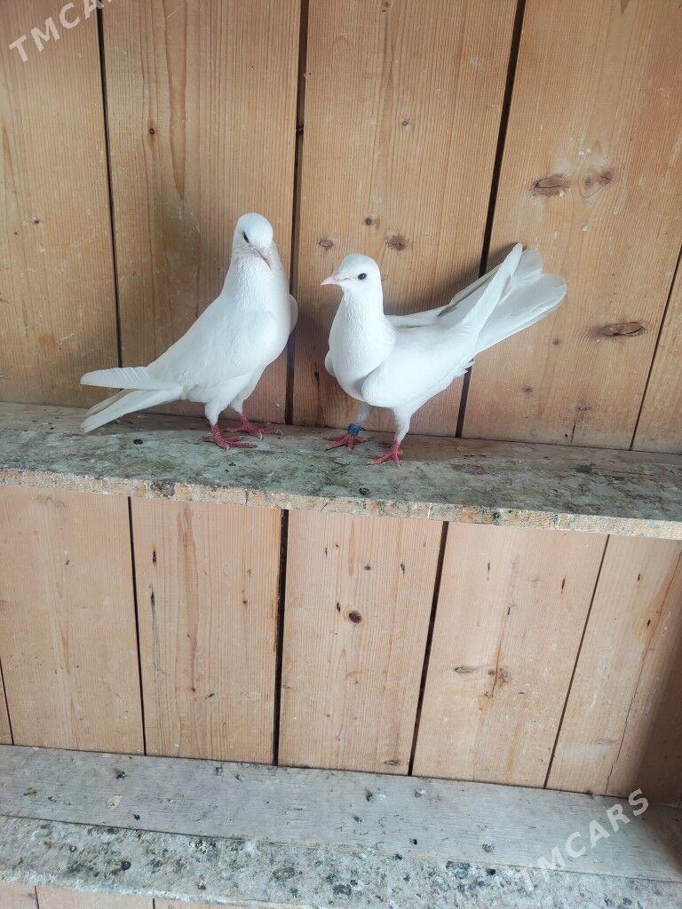 kepderi - Балканабат - img 1