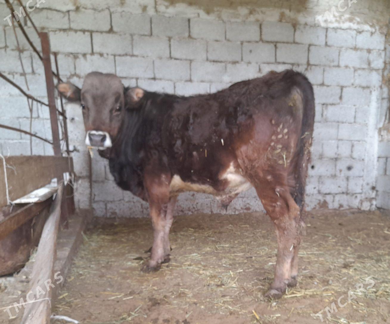 öküz - Гёкдепе - img 1