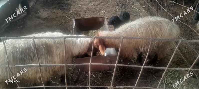 guzly goyun - Gökdepe - img 1