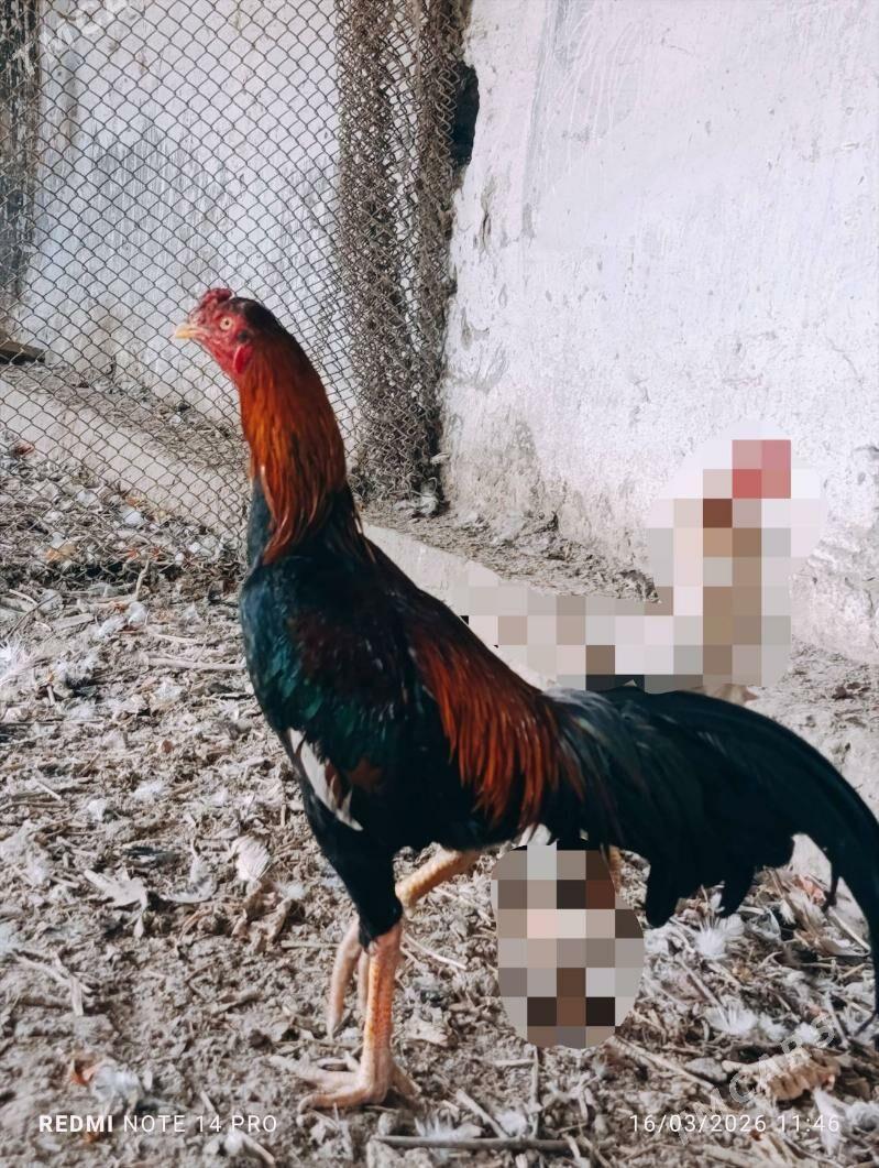 Хораз - Туркменабат - img 1