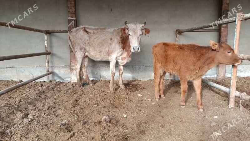 Goleli sygyr - Векильбазар - img 1