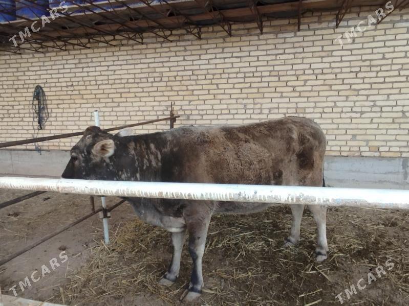 şwentan sygyr - Hojambaz - img 1