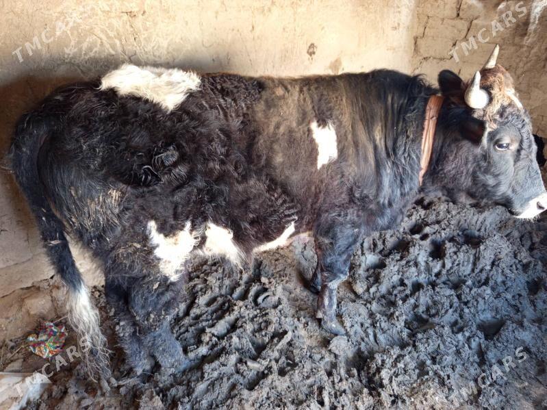 Okuz - Bereket - img 1