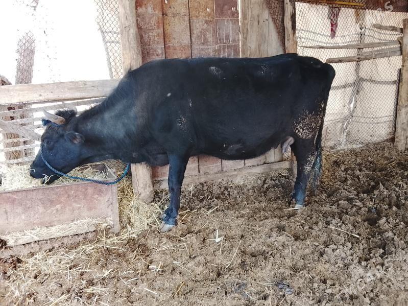 Bogaz sygyr - Мургап - img 1