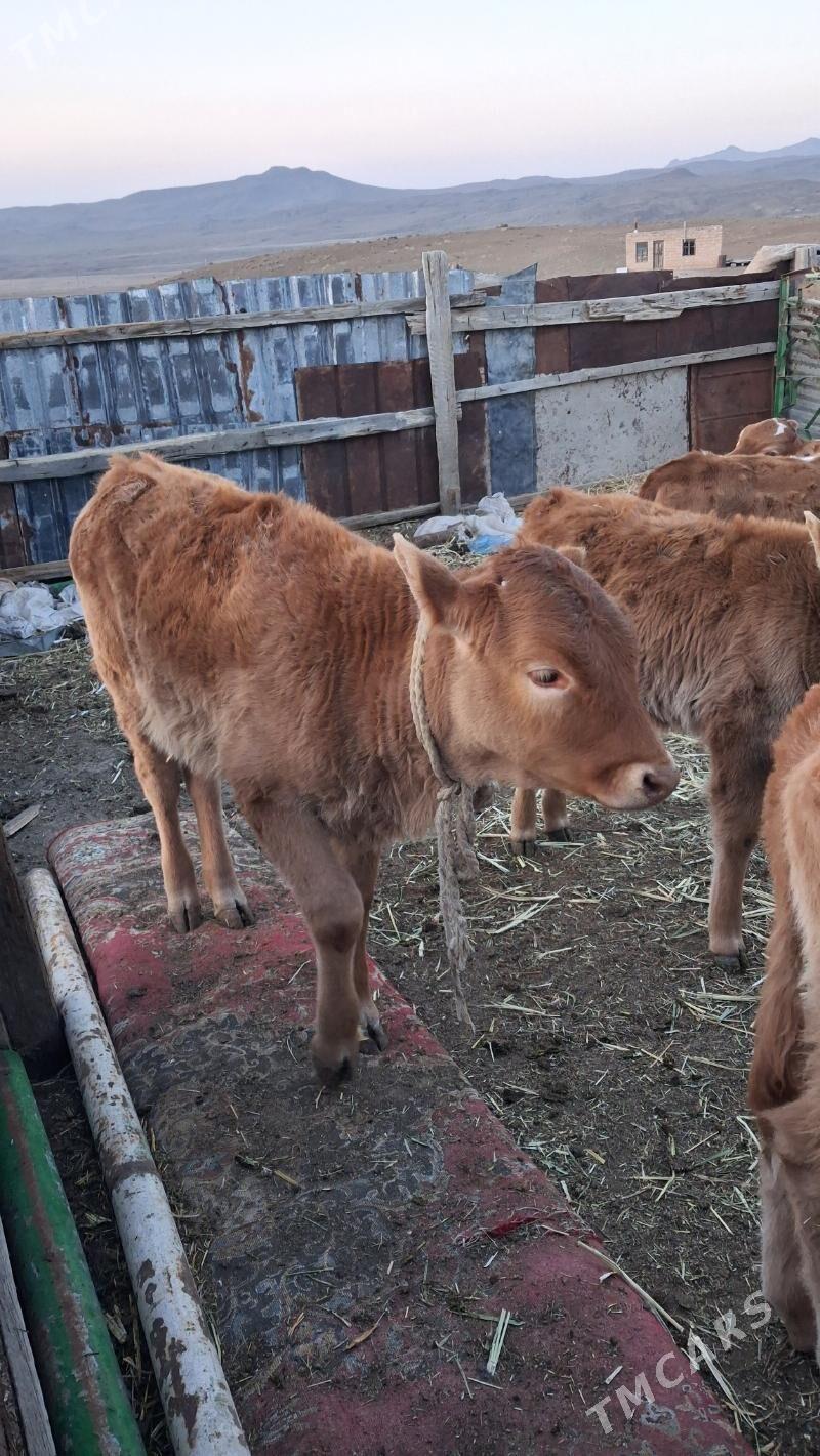 Göleli sygyr - Jebel - img 1