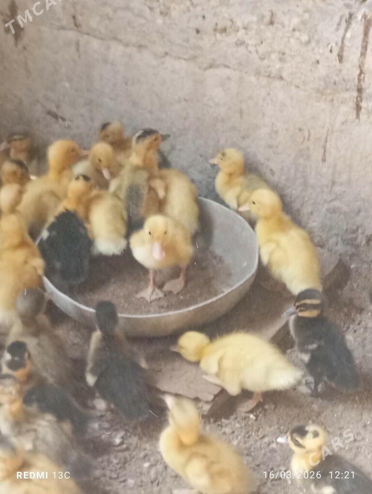 ördek juyje - Mary - img 1