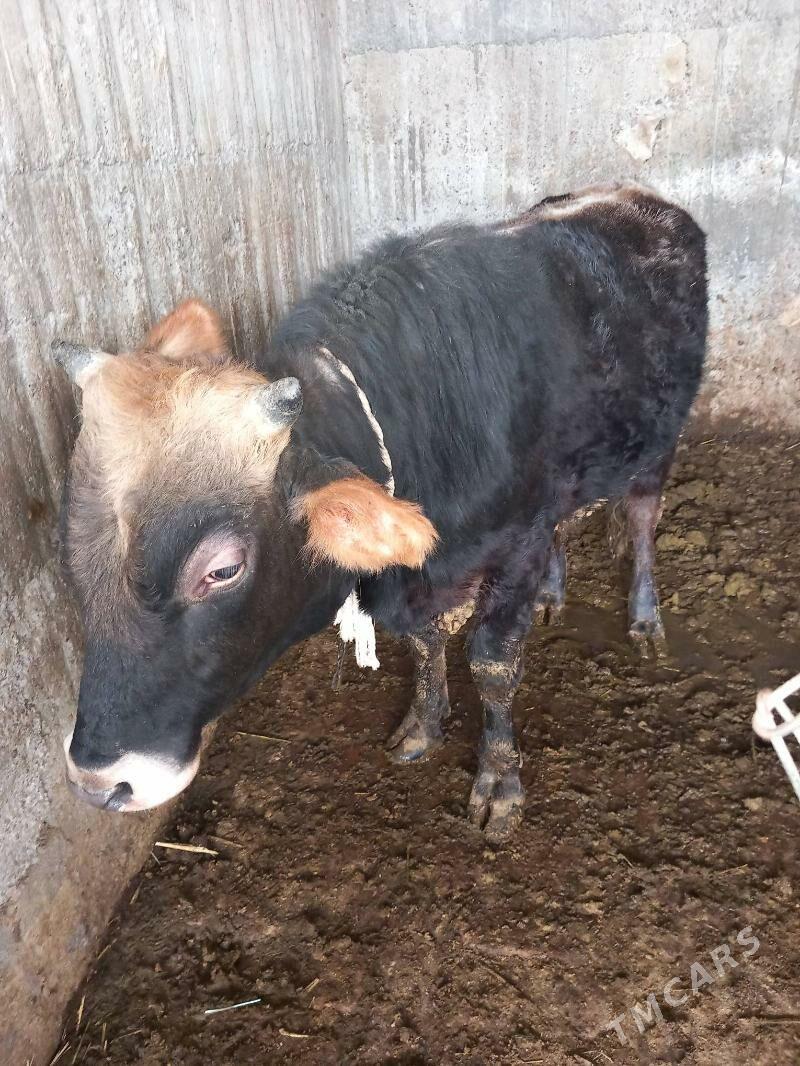 okuz - Гёкдепе - img 1