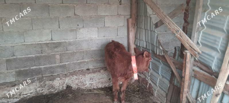 tuwe gole - Ялкым - img 1