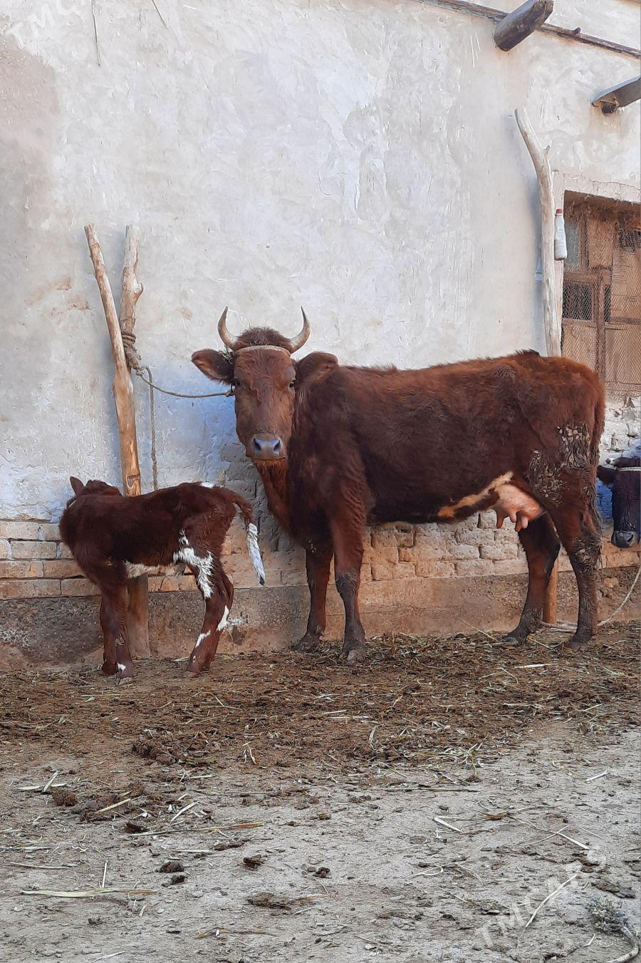 ÖRÄN ULY GÖLELI SYGYR YASMAL - Daşoguz - img 1