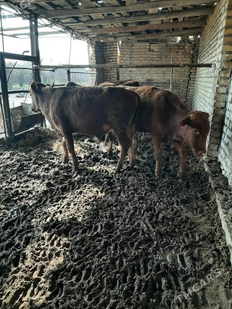 Öküzler - Чарджоу - img 1