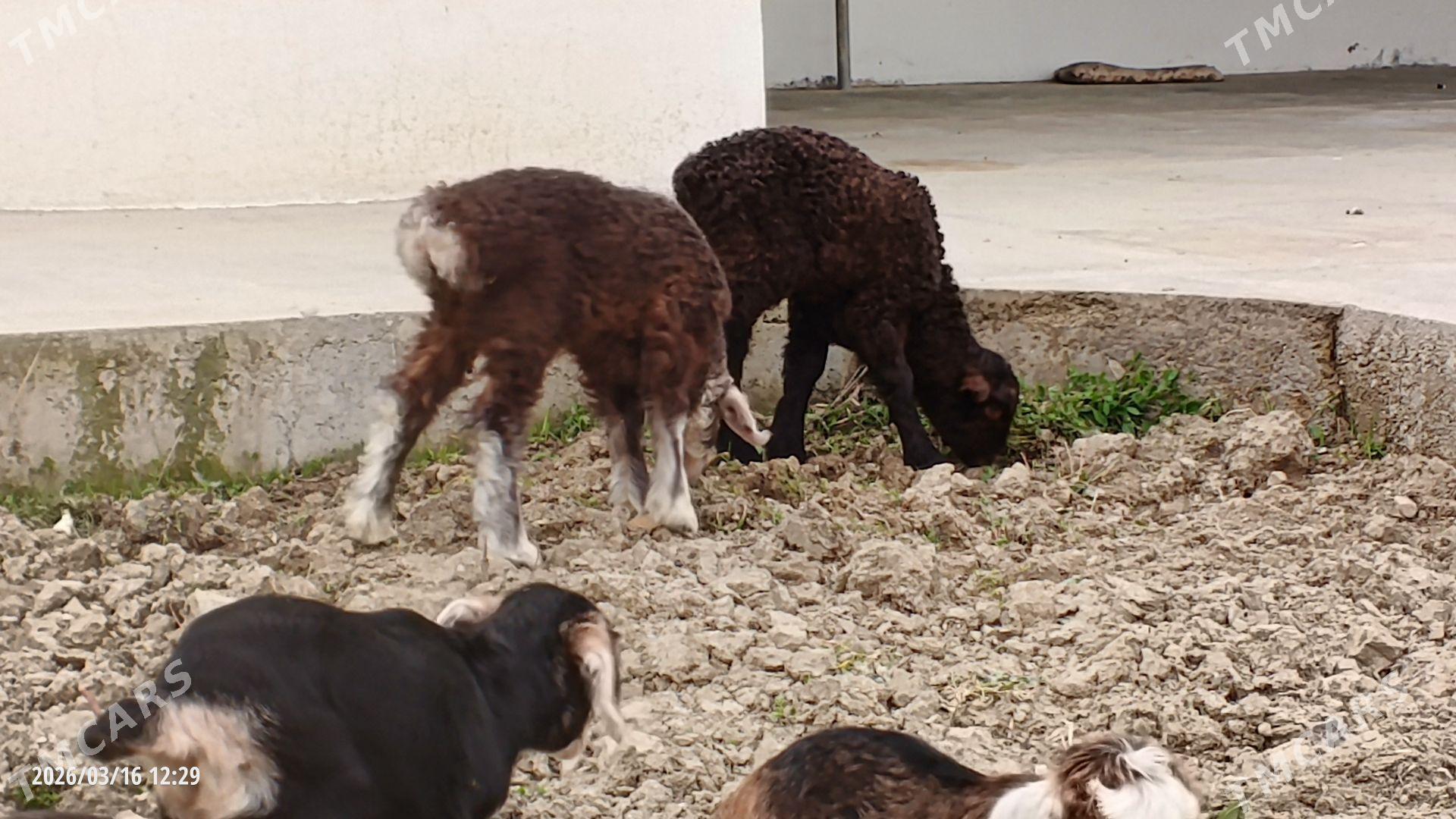 Guzy - Ашхабад - img 1