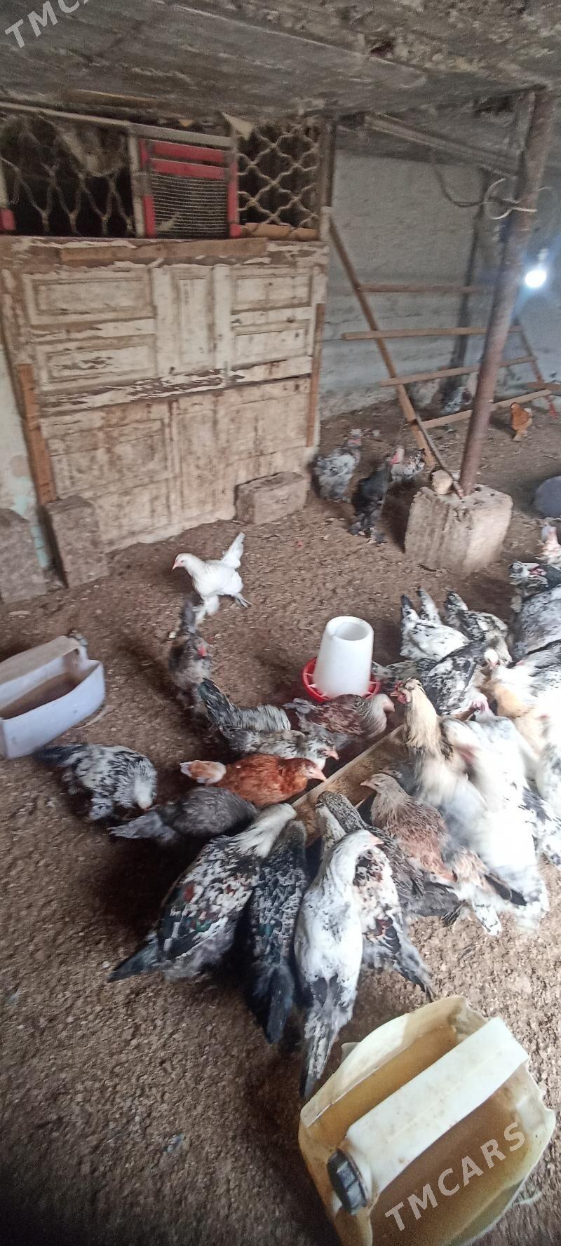 Balgar - Çoganly - img 1