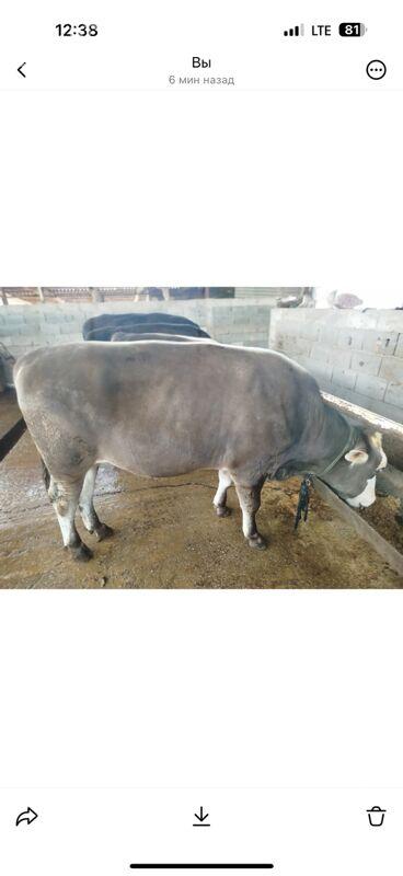 Bakylan Öküz - Garadamak Şor - img 1