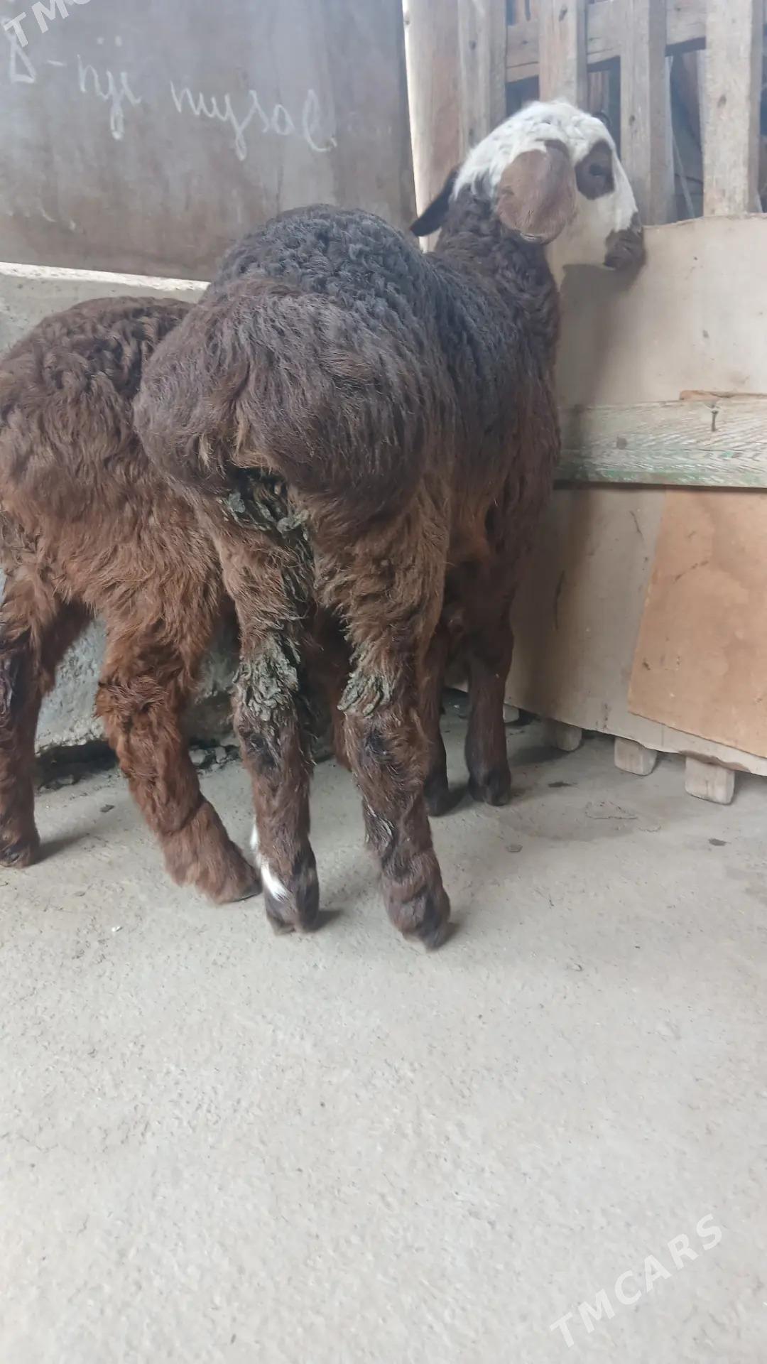 Bere - Ашхабад - img 1