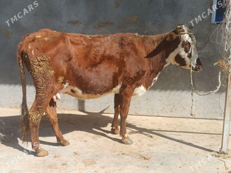 gaçar - Шабатский этрап - img 1