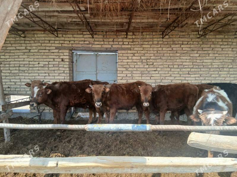 okuzler - Çärjew - img 1