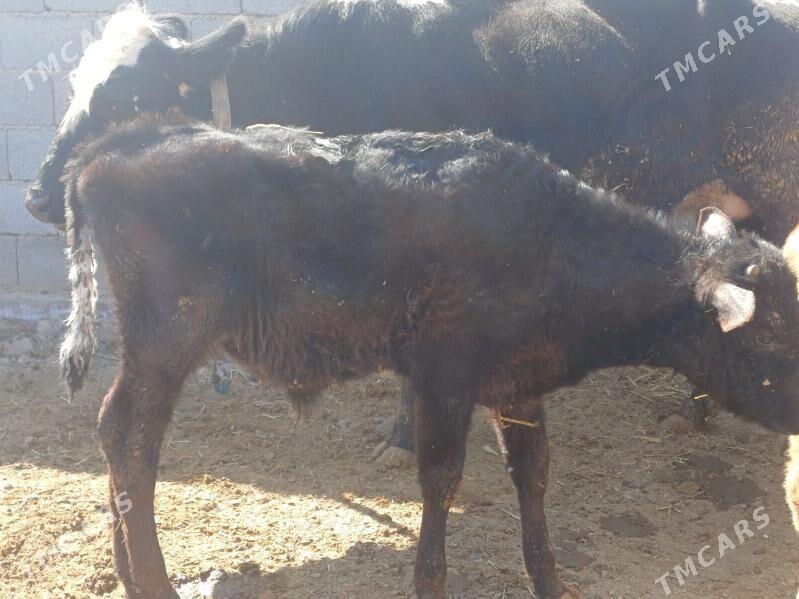 okuzçe - Şabat etr. - img 1