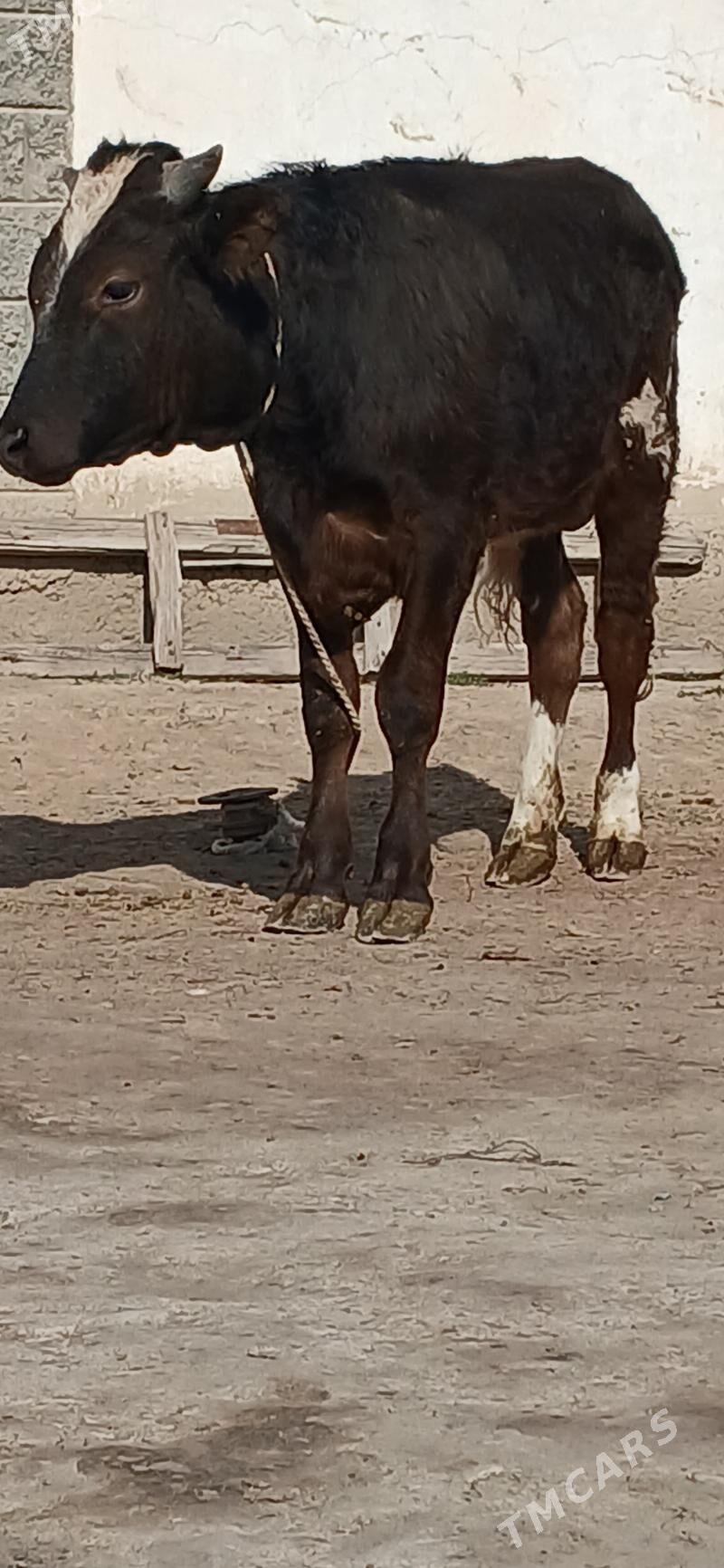 gibirit öküz - Бузмеин - img 1