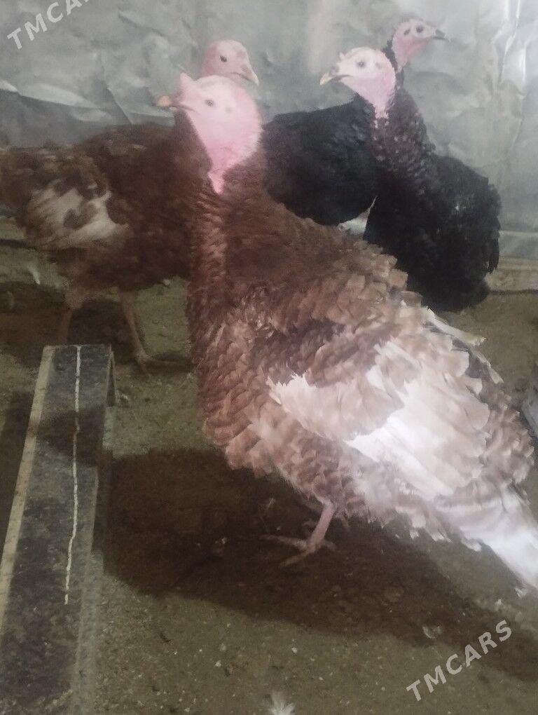 induk horaz owgan tohum - Ак-Бугдайский этрап - img 1