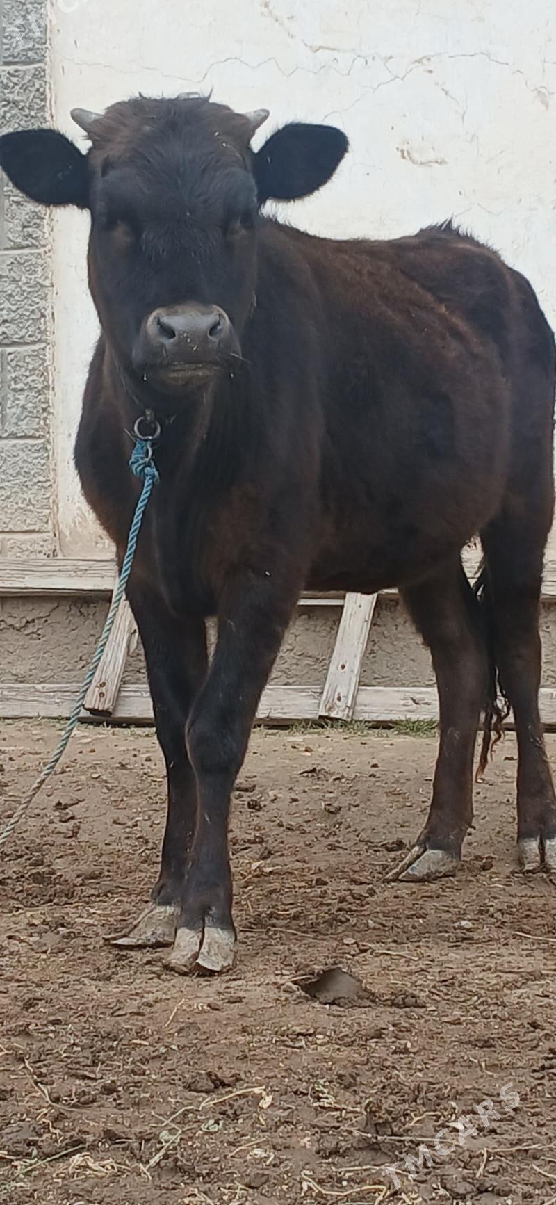 şiwes tüwe - Бузмеин - img 1