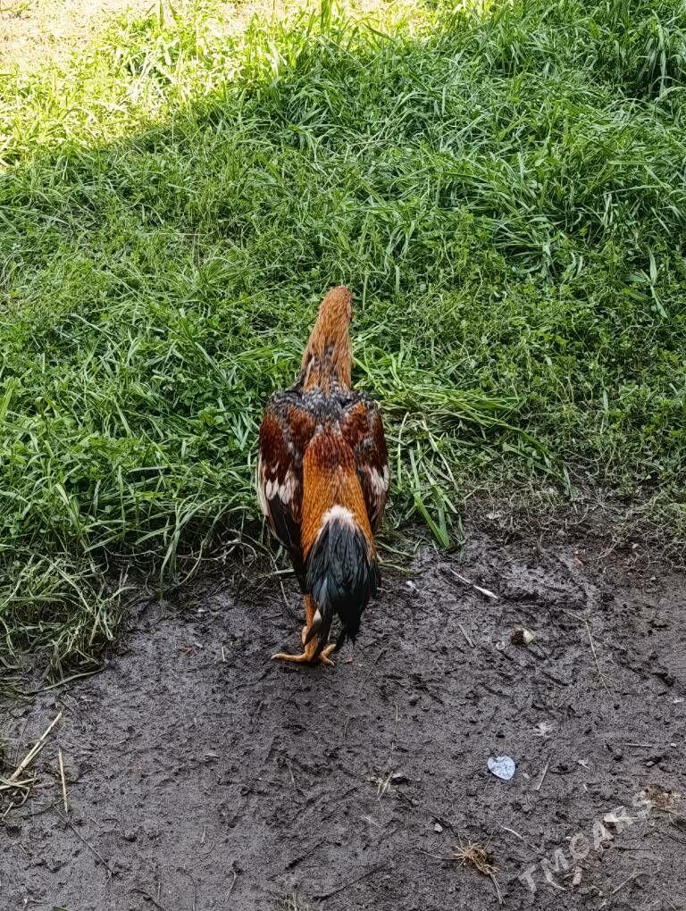 Horaz juje - Чарджоу - img 1