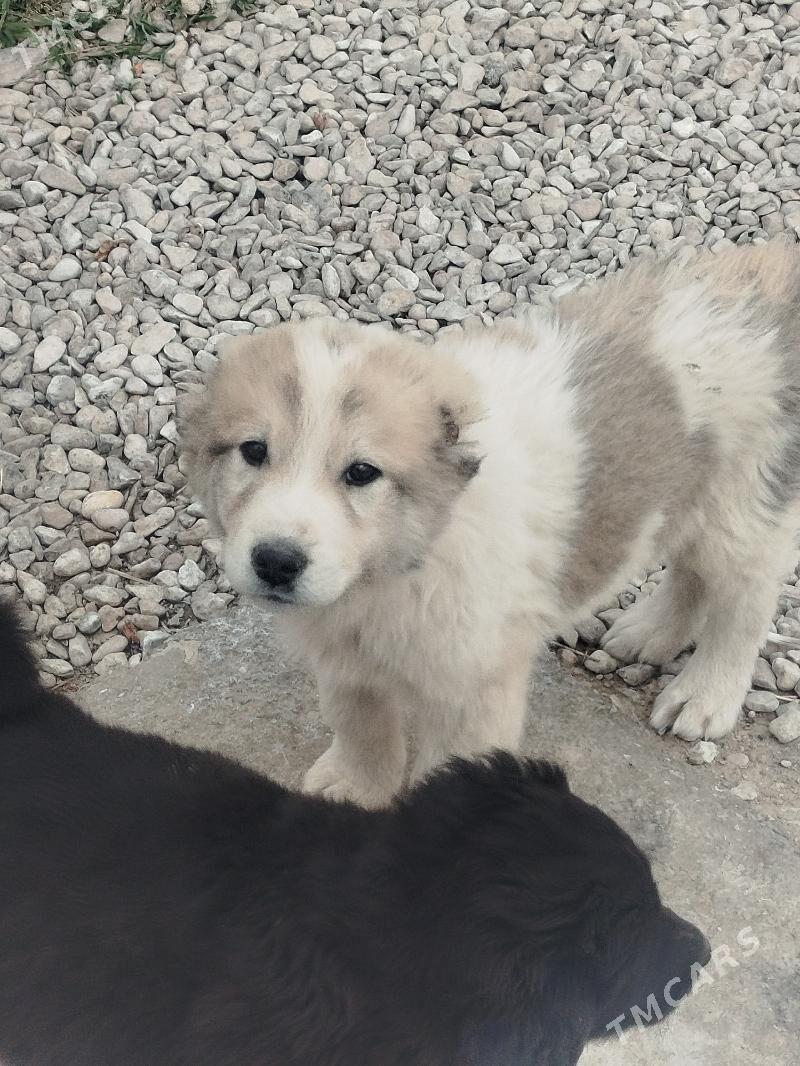 peleň - Balkanabat - img 1