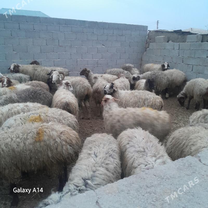 owec - Bäherden - img 1