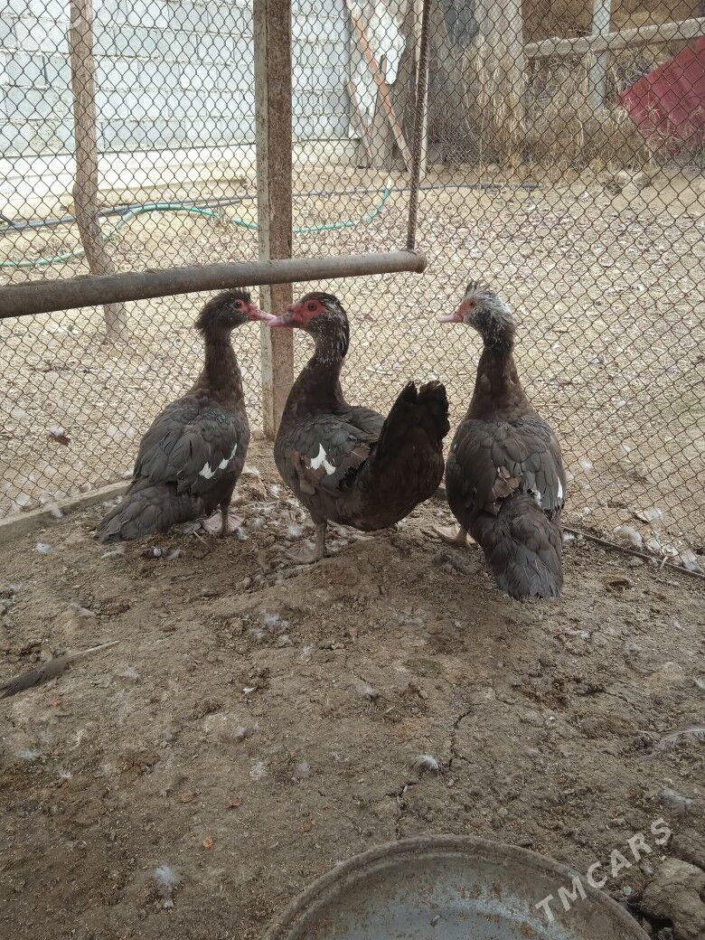 Indawutka ordek gonur - Aşgabat - img 1