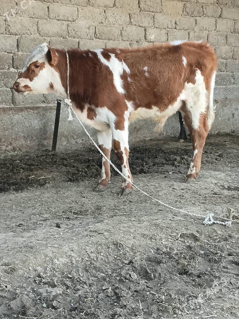 SMENTAL OKIZ - Bäherden - img 1