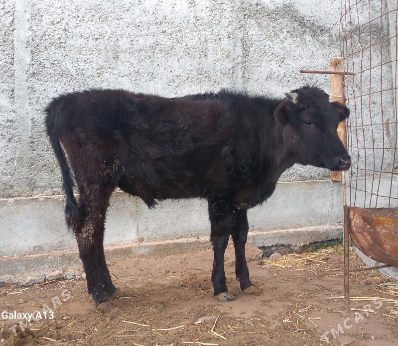 okuz - Гарадамак - img 1