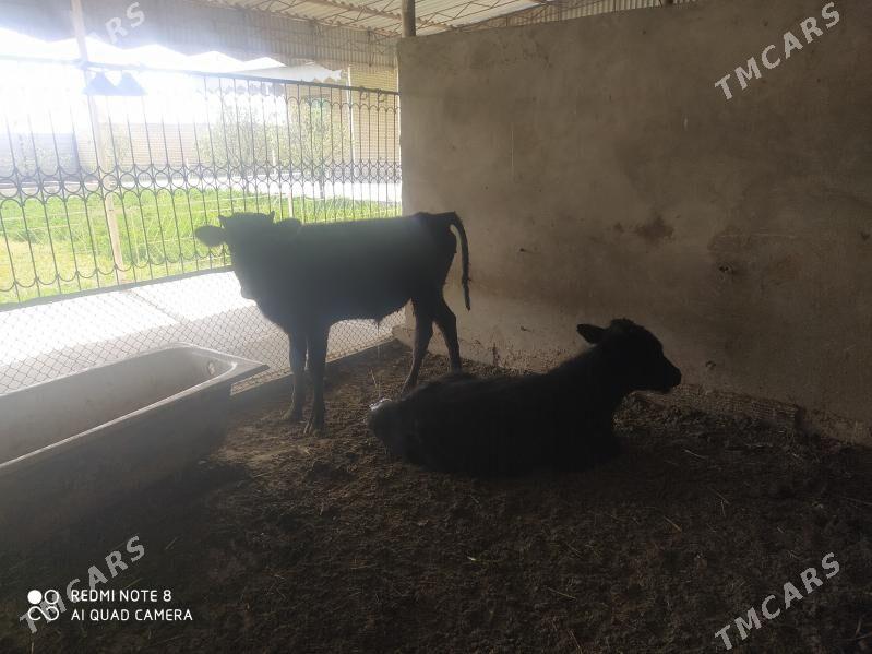 öküz - Baýramaly - img 1