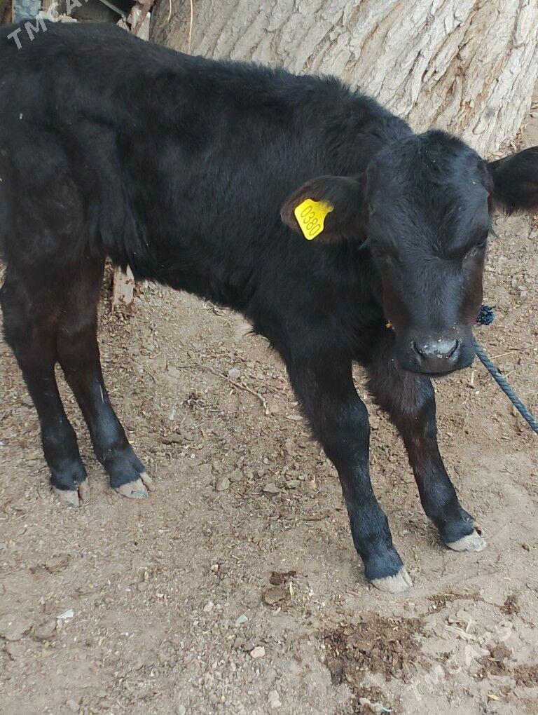 gole - Bagyr - img 1