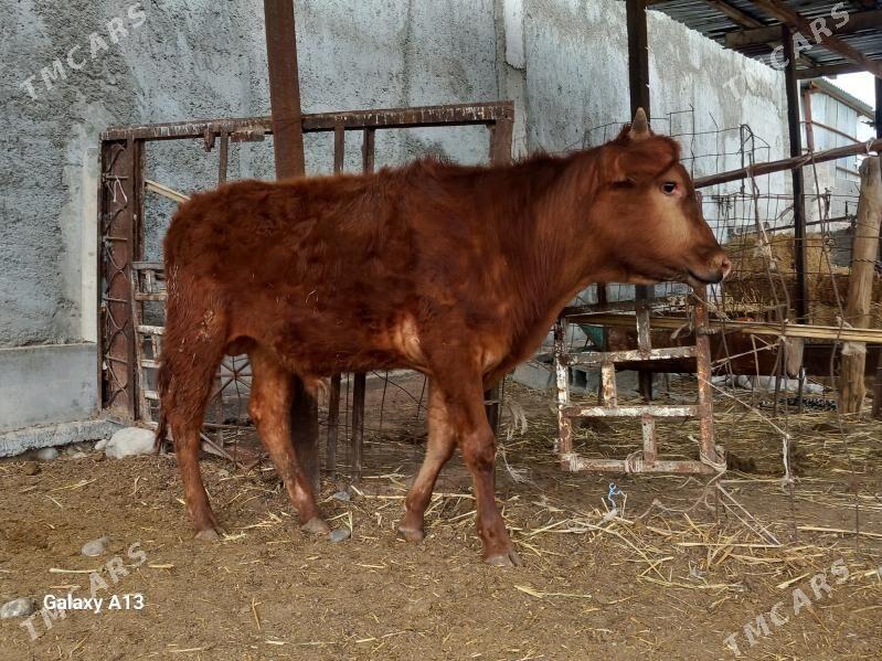 okuz - Гарадамак - img 1