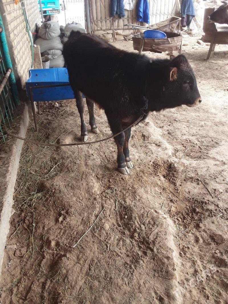 õkuzce - Бабадайхан - img 1