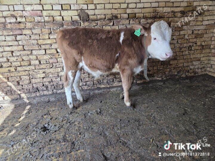 semental okuz - Ёлётен - img 1