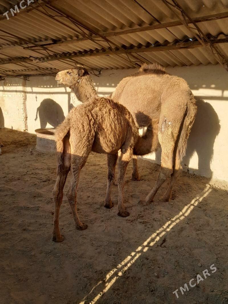 torumly. düyö - Сакарчага - img 1