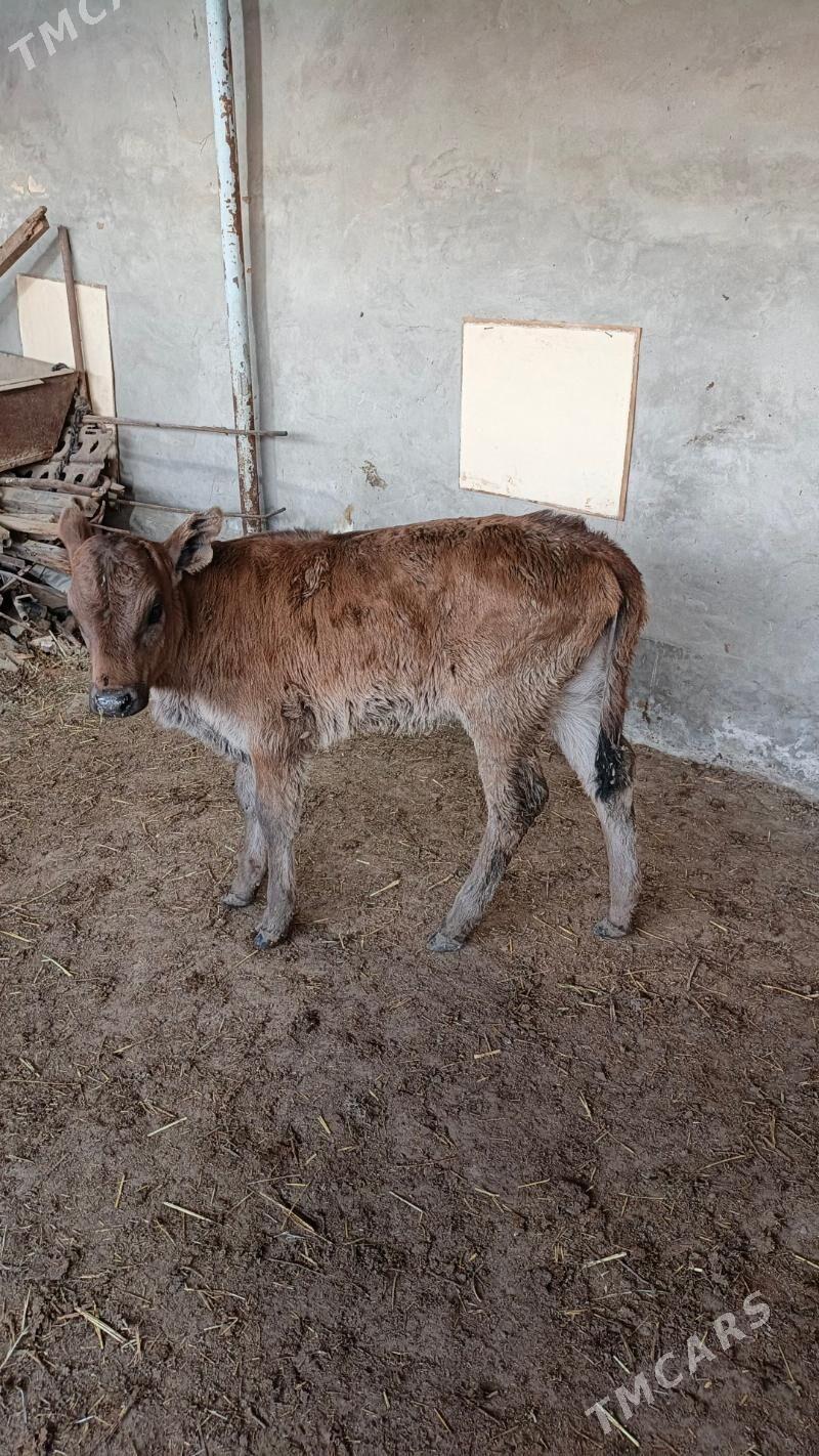 göle - Векильбазар - img 1