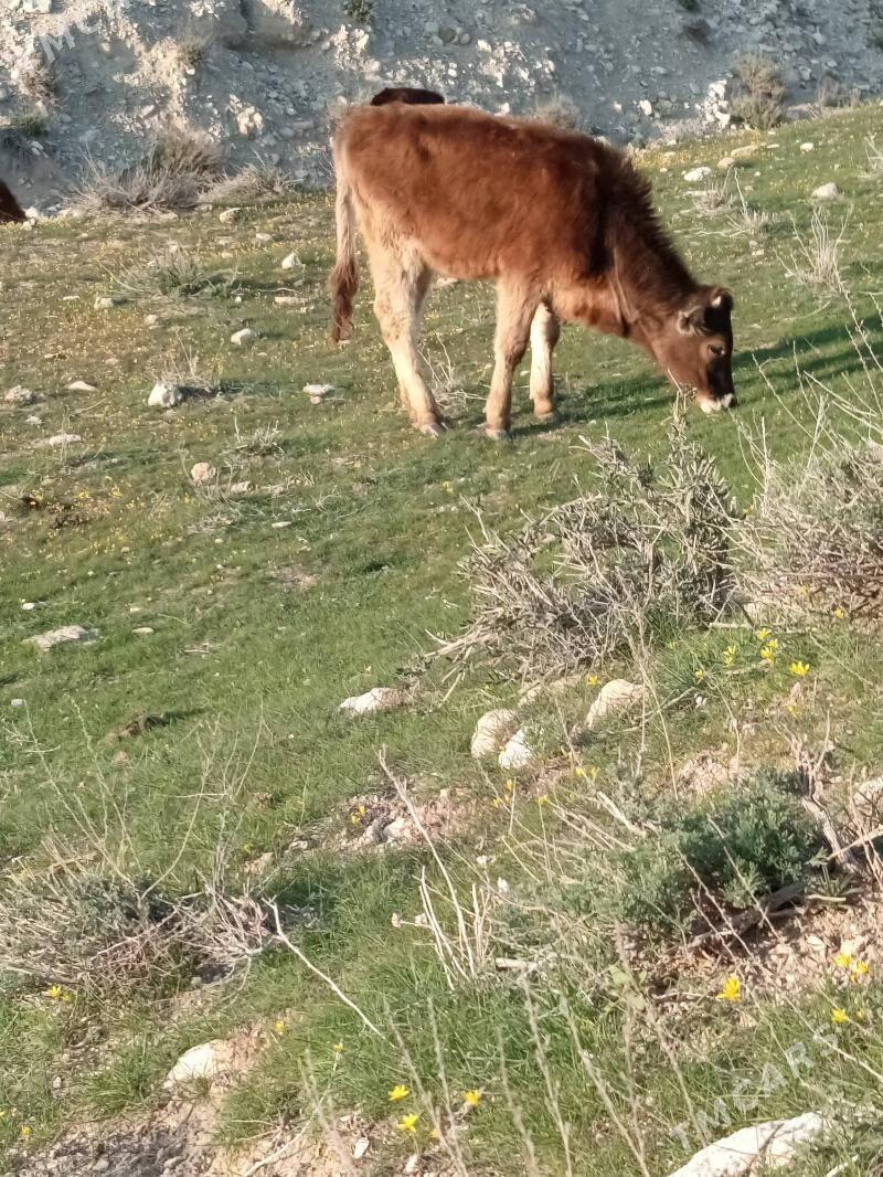 tuwe - Гызыларбат - img 1