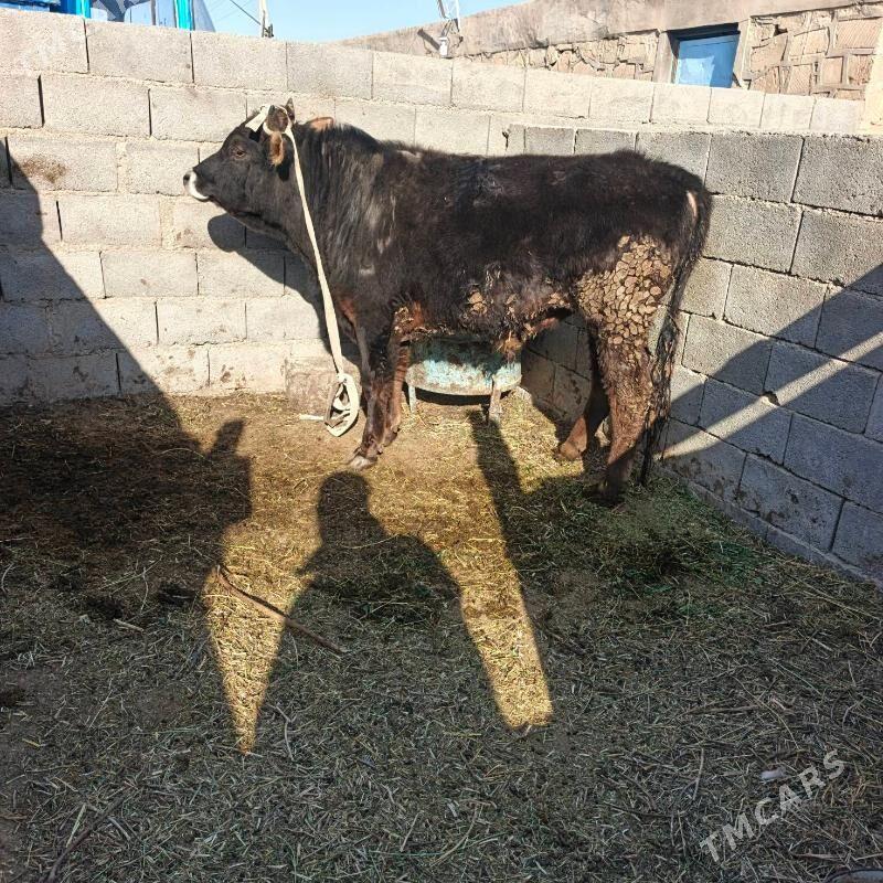 öküz - Гызыларбат - img 1