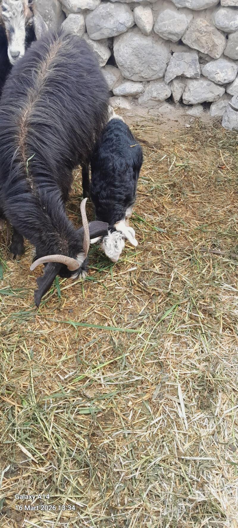 owlakly geci - Bäherden - img 1