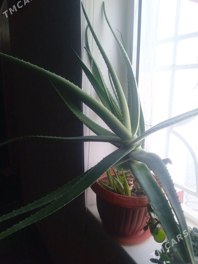 Aloe osumlik - Балканабат - img 1