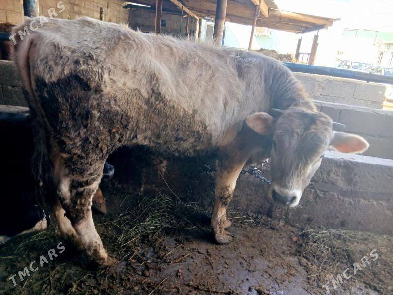 swes okuz - Çoganly - img 1