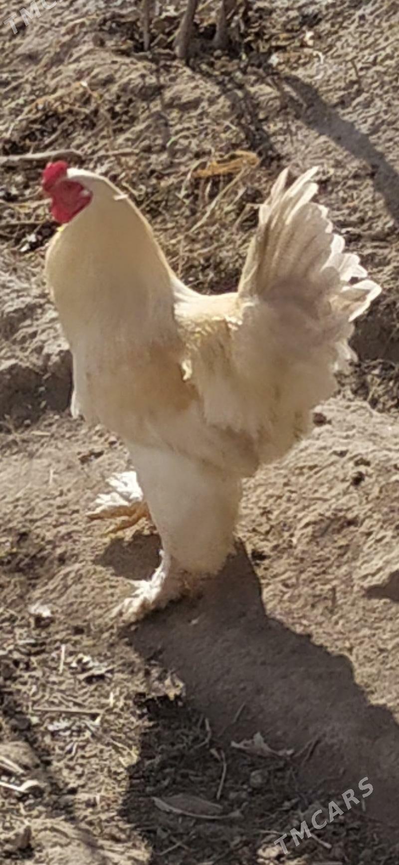 Brama horaz - Шабатский этрап - img 1