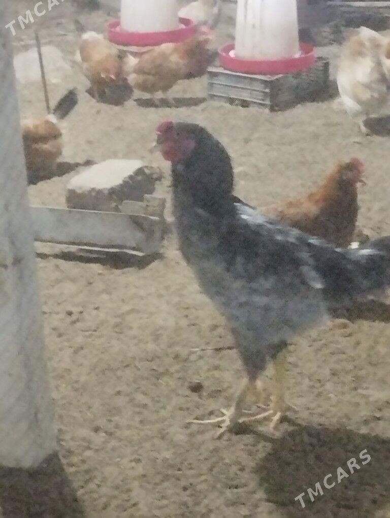 Taskent - Ак-Бугдайский этрап - img 1