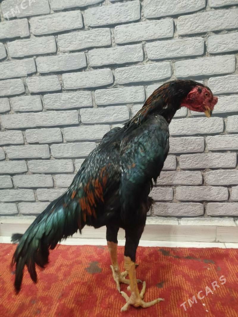 Baýes jüje - Türkmenabat - img 1