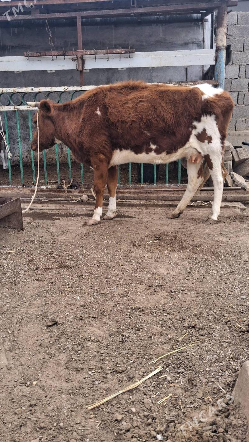 goleli sygyr - Jebel - img 1